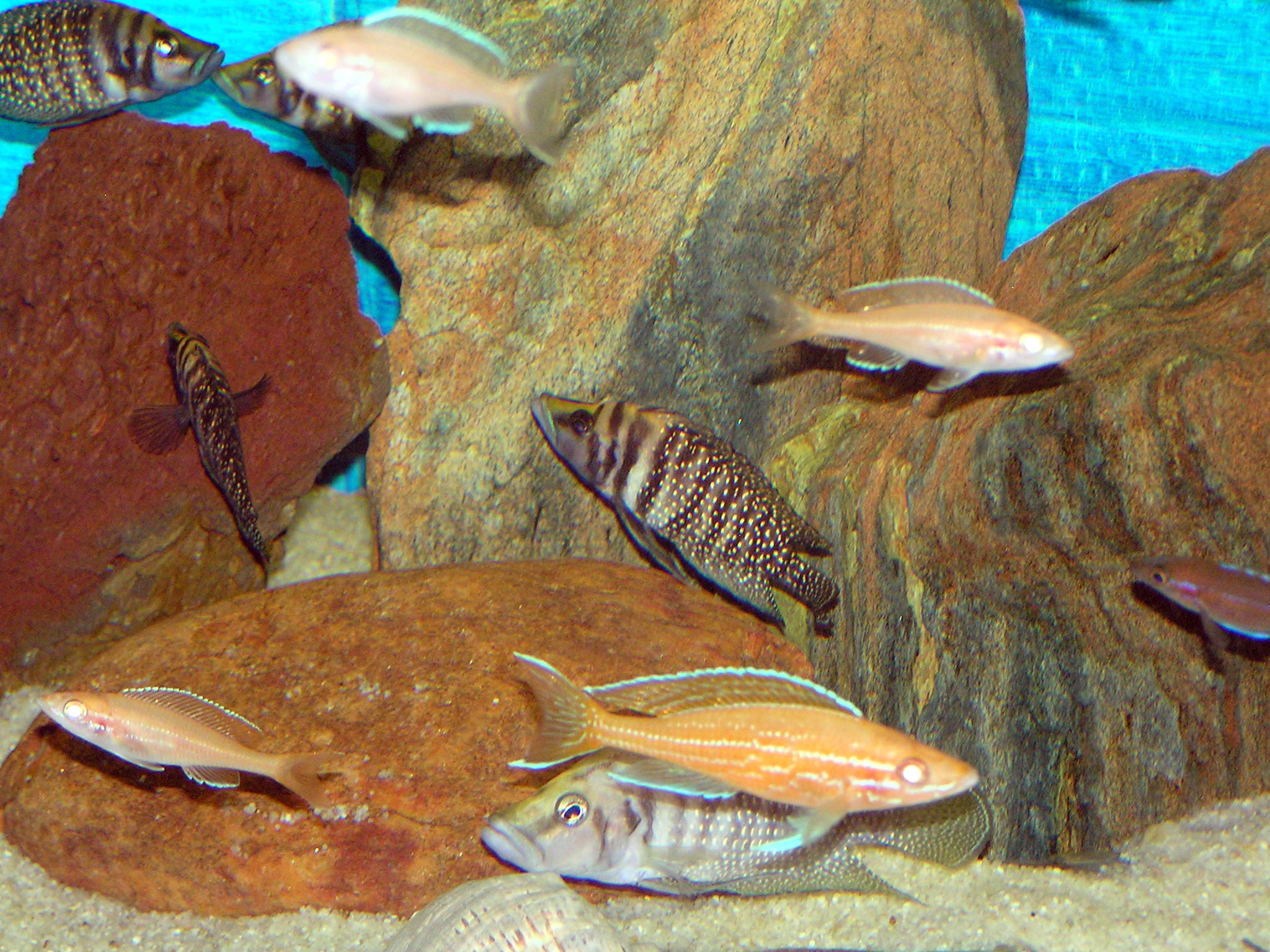 P.N. Blue Neon albino IV.JPG