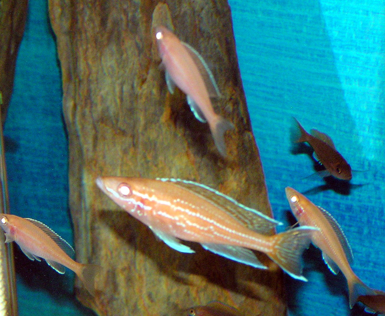 P.N. Blue Neon albino VII.JPG