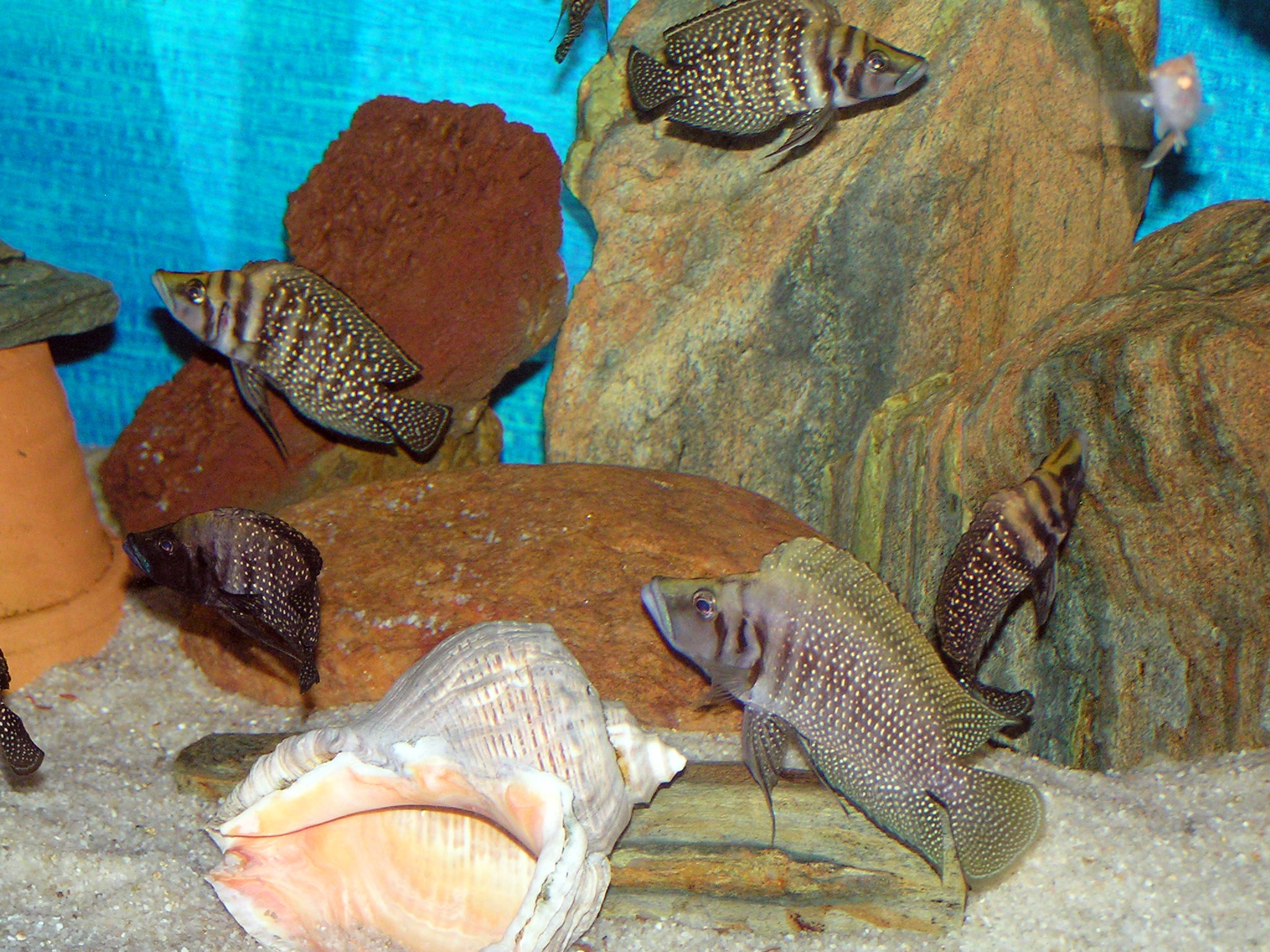 Altolamprologus calvus Black Pectoral II.JPG