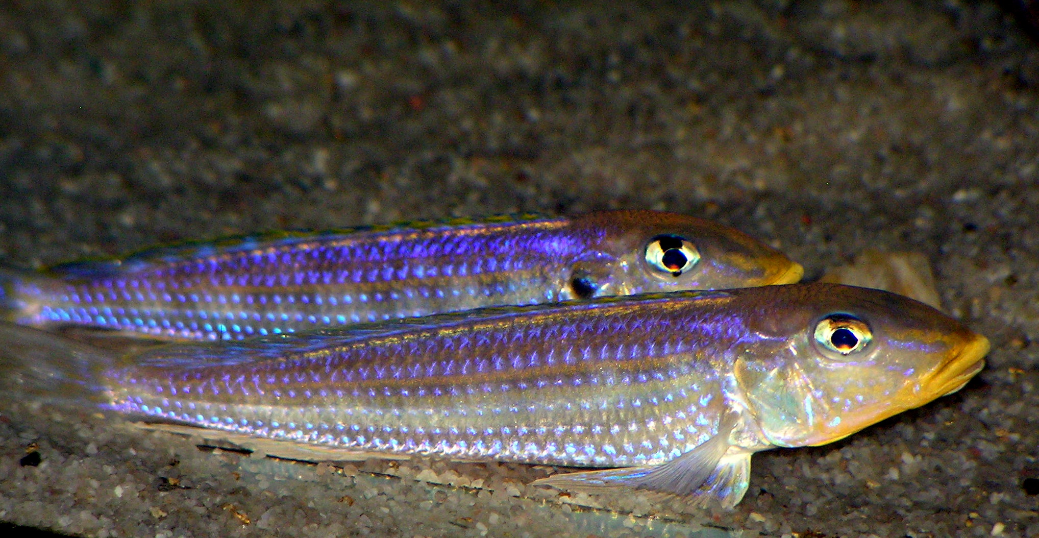E.sp. Kilesa II.JPG