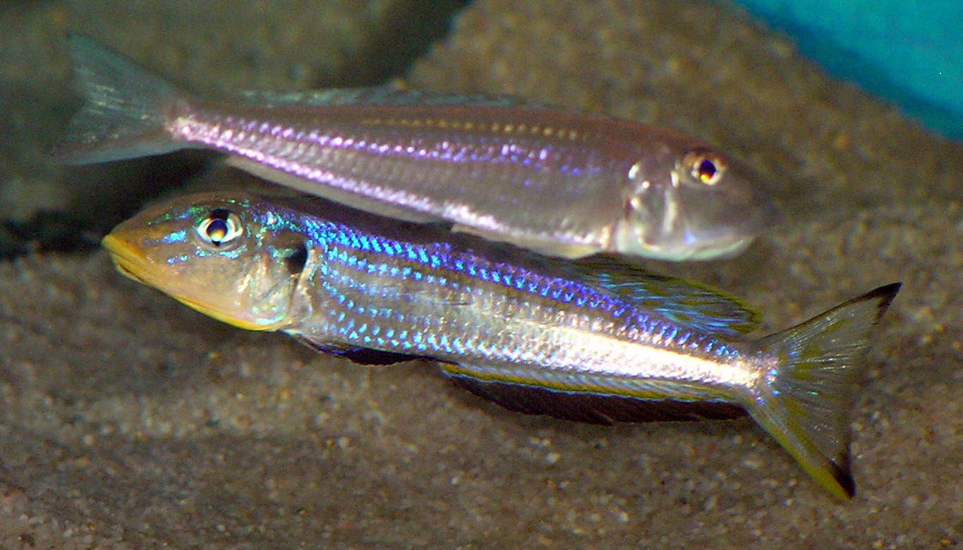 E.sp. Kilesa VII.JPG