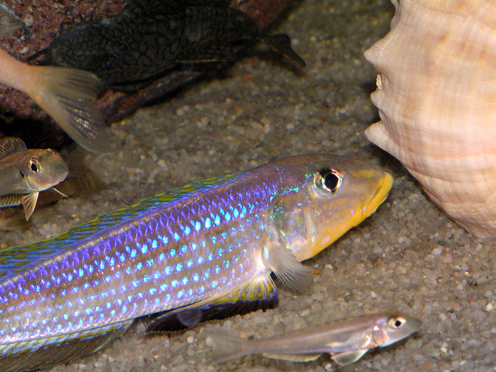 E.sp. Kilesa VIII.JPG