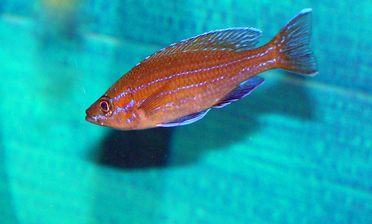P.N. Blue Neon II.JPG